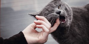 Briga ou brincadeira? Estudo busca identificar comportamento dos gatos
