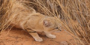Gatos-da-areia são descobertos na Líbia em vídeo no YouTube