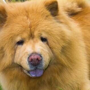 Chow Chow - undefined