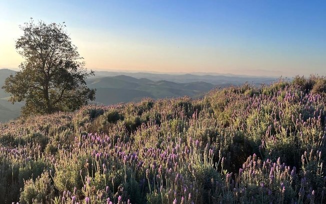 Cunha: O Lavandário tem uma das vistas mais bonitas da Serra do Mar