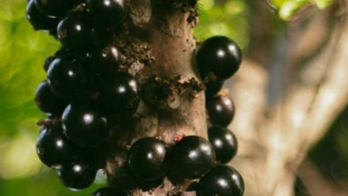 É tradição em Sabará o aluguel do pé de jabuticaba É tradição em Sabará o aluguel do pé de jabuticaba