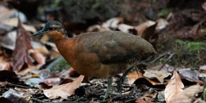 Novo Dodô? Ave descoberta na Amazônia lembra espécie extinta