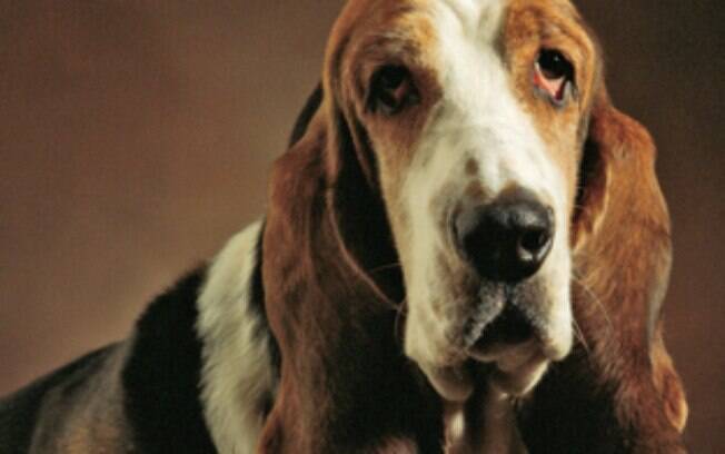 O Basset Hound é conhecido pelo tamanho de suas orelhas