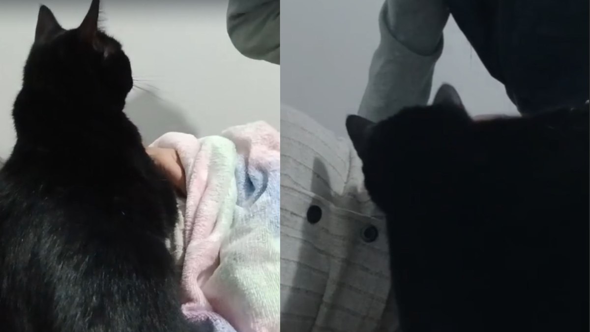 Gatinha assume missão de proteger barriga de tutora grávida