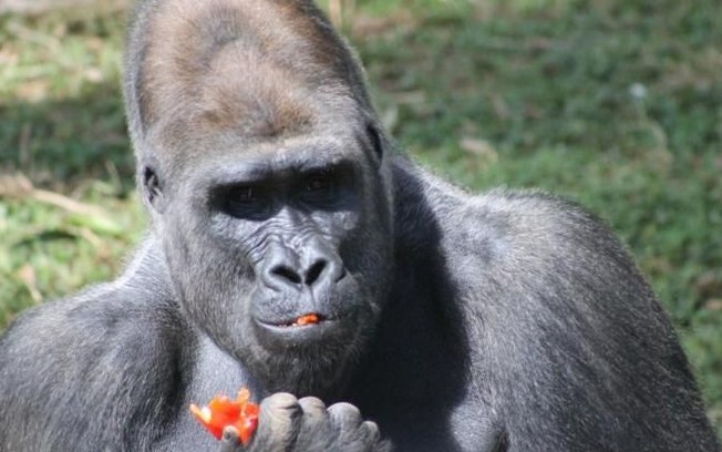 Cotia: vindos de BH, quatro gorilas chegam ao Animalia Park Cotia: vindos de BH, quatro gorilas chegam ao Animalia Park
