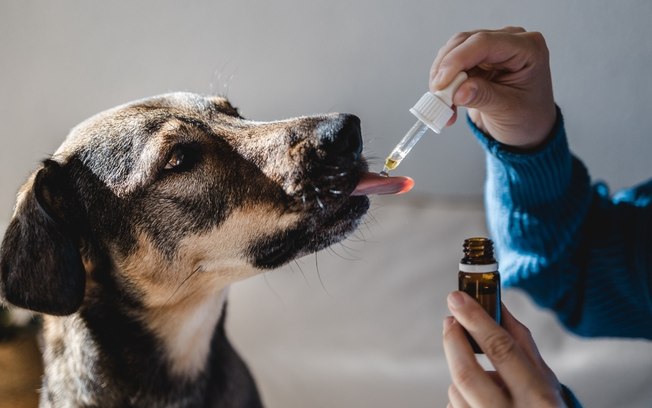 Remédio de verme para cachorro: saiba como é e quando dar