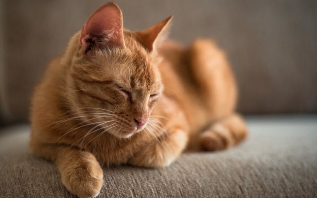 10 ideias de nomes para gatos inspirados em filmes e séries