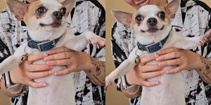 Chihuahua encanta a web com seu gingado ao dançar