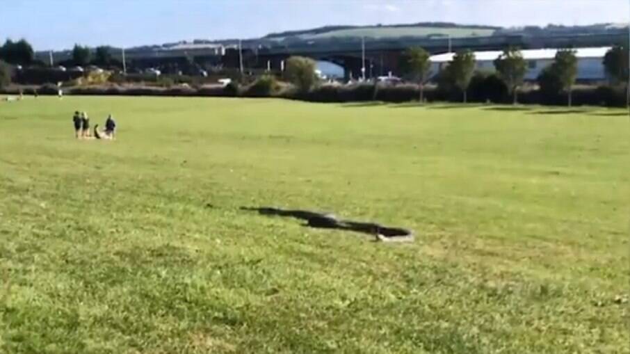 Serpente de quase dois metros passeando em parque na Escócia