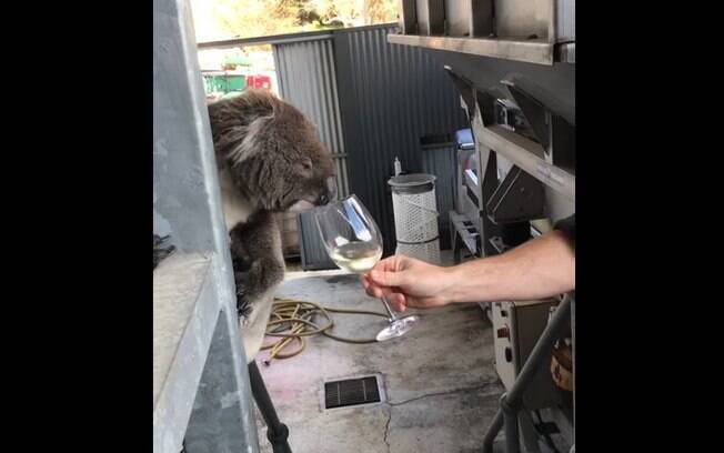 Este simpático coala ajudou os funcionários de uma vinícola durante o processo de degustação