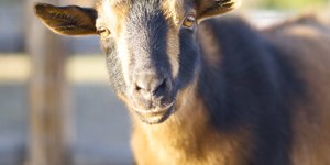 Cabras que viveram 200 anos sem água deixam ilha na Bahia