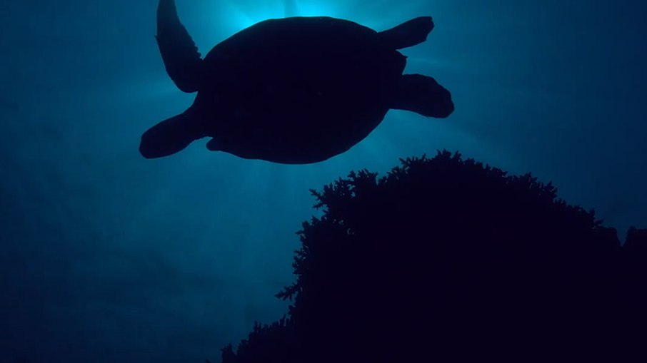 Descarte correto do lixo ajuda a reduzir danos aos oceanos Descarte correto do lixo ajuda a reduzir danos aos oceanos