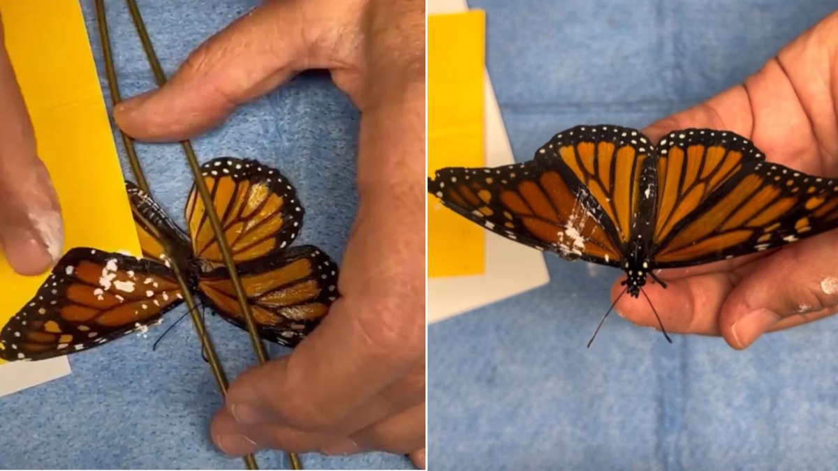 Borboleta com asa quebrada ganha nova chance após transplante Borboleta com asa quebrada ganha nova chance após transplante