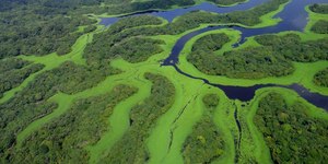 Destino dos Famosos: fauna, flora e herança histórica do Amazonas