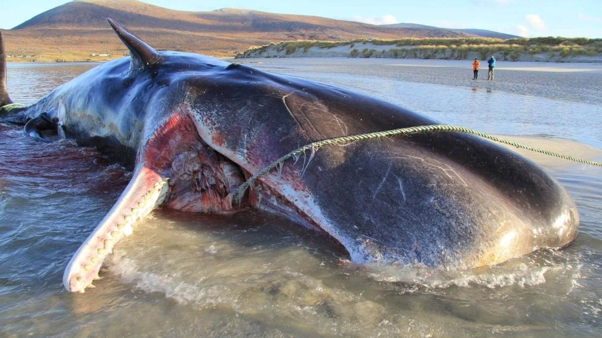 Baleia é encontrada morta com 100 quilos de lixo no ...