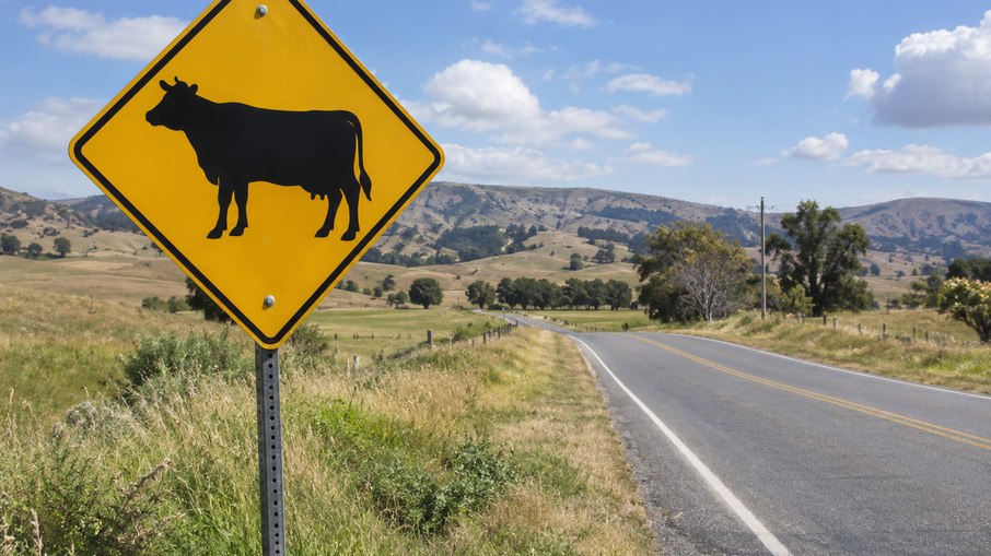 Placas inusitadas: cuidado com o gado solto