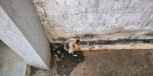 Em Goiás, bombeiros resgatam cachorro preso em cano