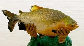 Bares e restaurante com baratas e fezes de rato são interditados