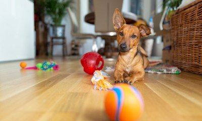 Saiba oito dicas para fortalecer o seu vínculo com o cachorro de estimação