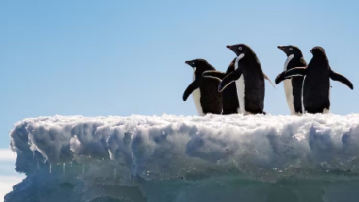 Fezes%20de%20pinguins%20ajudam%20a%20esfriar%20o%20clima%20na%20Ant%C3%A1rtica