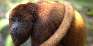 Microplásticos são encontrados no estômago de macacos da Amazônia
