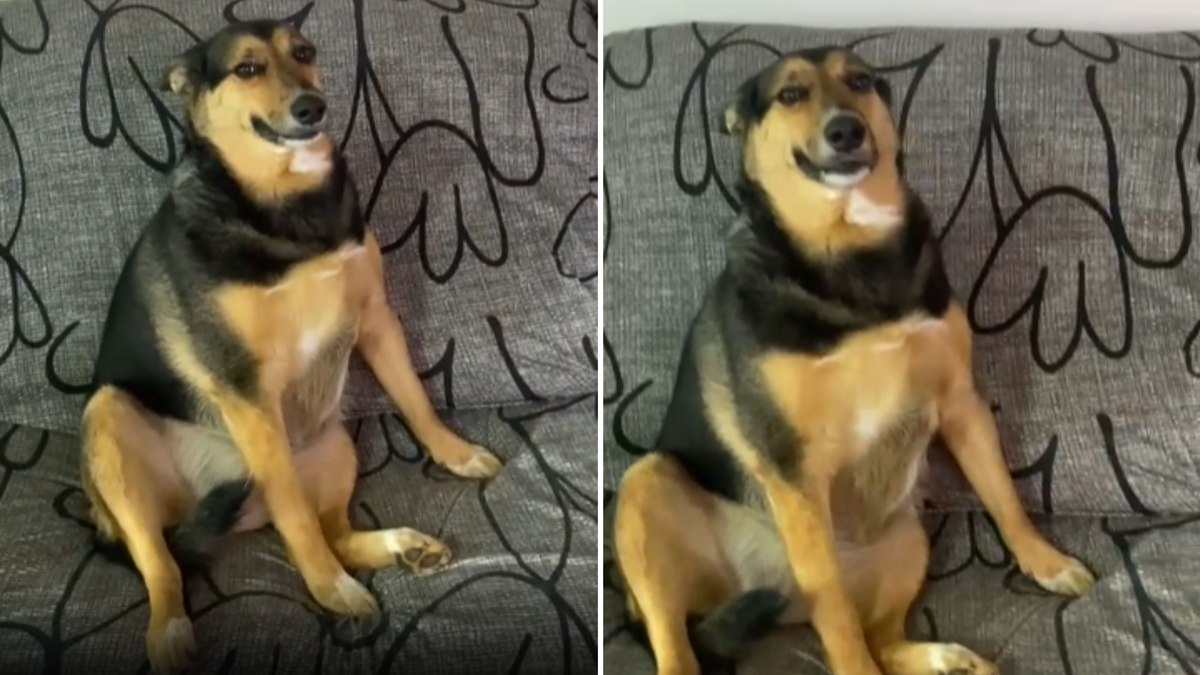 Cachorrinha reage a elogios com sorrisinho de canto