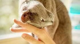 8 comportamentos curiosos e intrigantes dos gatos