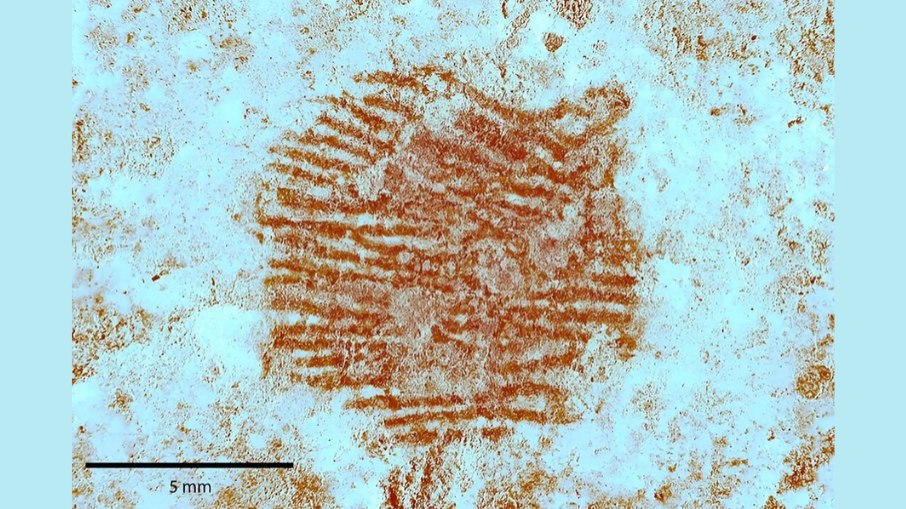 Impressão digital nítida deixada por um neandertal Impressão digital nítida deixada por um neandertal