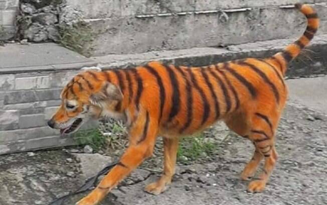 Cão é pintado de laranja e preto para parecer um tigre