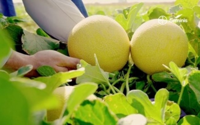 Bayer apresenta novas soluções de manejo e cultivares na 30ª Hortitec