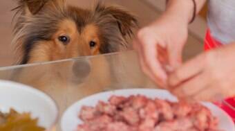  Cachorro pidão e guloso? Saiba o que precisa ser feito com ele  