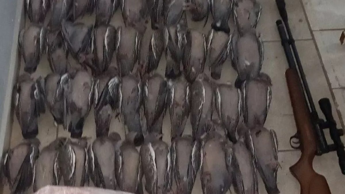 Os pombos encontrados mortos por policiais militares em Chapecó (SC)