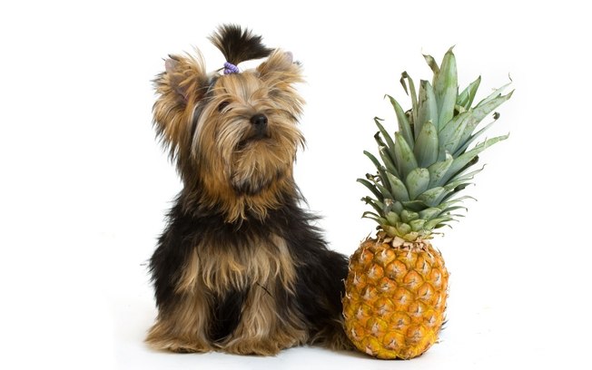 Cachorro pode comer abacaxi? Acabe de vez com essa dúvida!