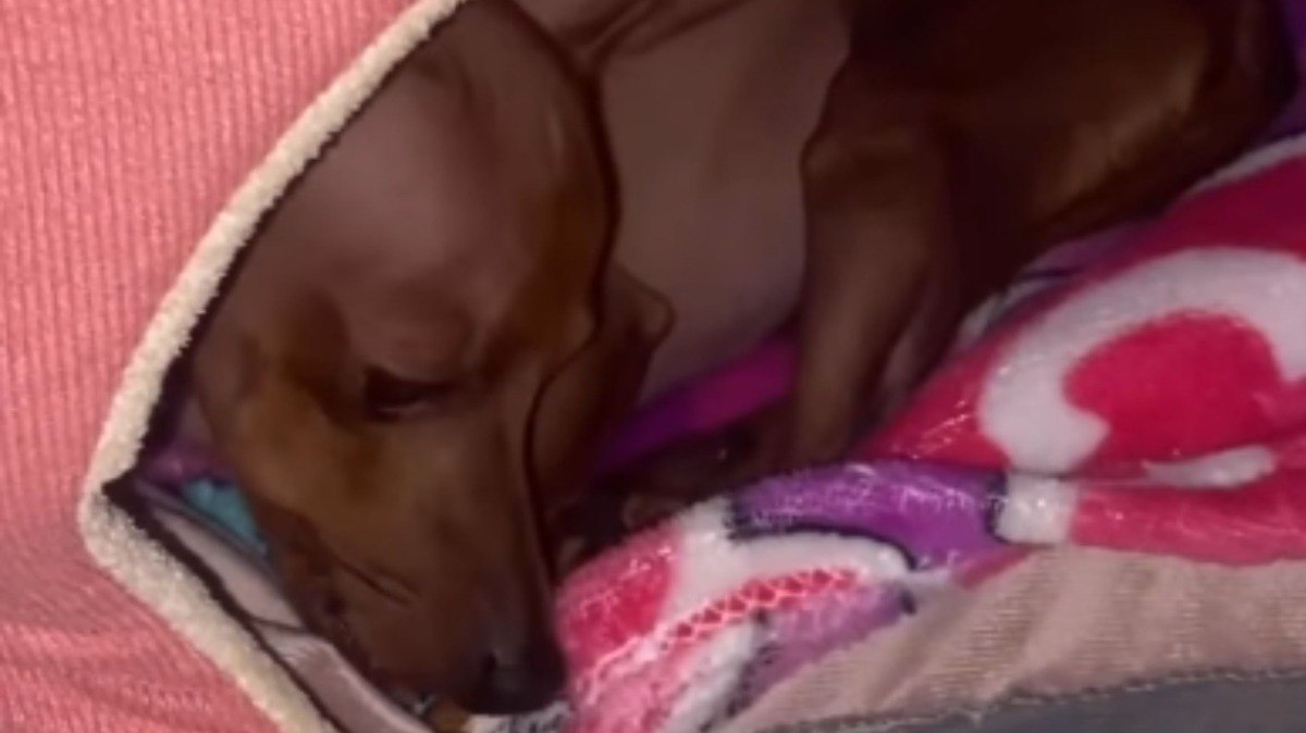 Cachorrinha fica cansada após brincar e ganha comida na boca