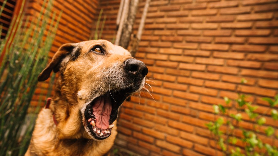 Latidos em excesso? Descubra o motivo e como ajudar Latidos em excesso? Descubra o motivo e como ajudar