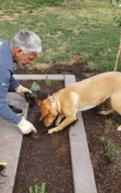 Georgey teve ajuda do cão para plantar no jardim