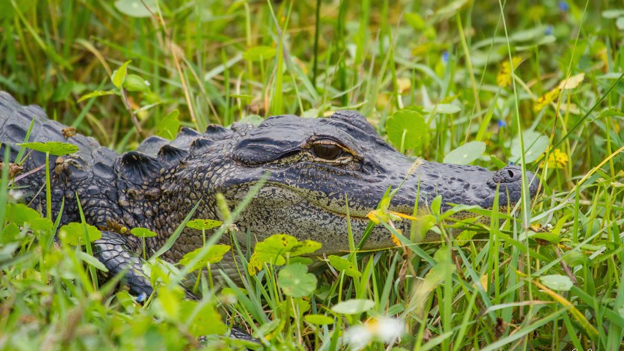 Jacaré-americano ou alligator Jacaré-americano ou alligator