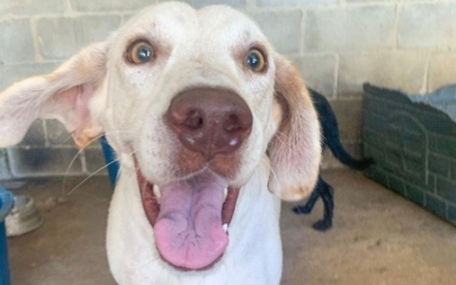 Focinho de cachorro é sujo? 