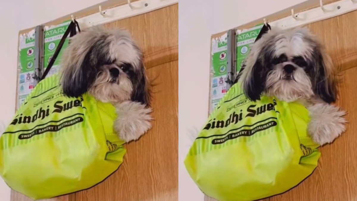 Internautas desaprovaram conteúdo envolvendo shih tzu Internautas desaprovaram conteúdo envolvendo shih tzu