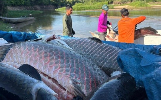 Mais de 18 toneladas de pirarucu invasor são retiradas de rio