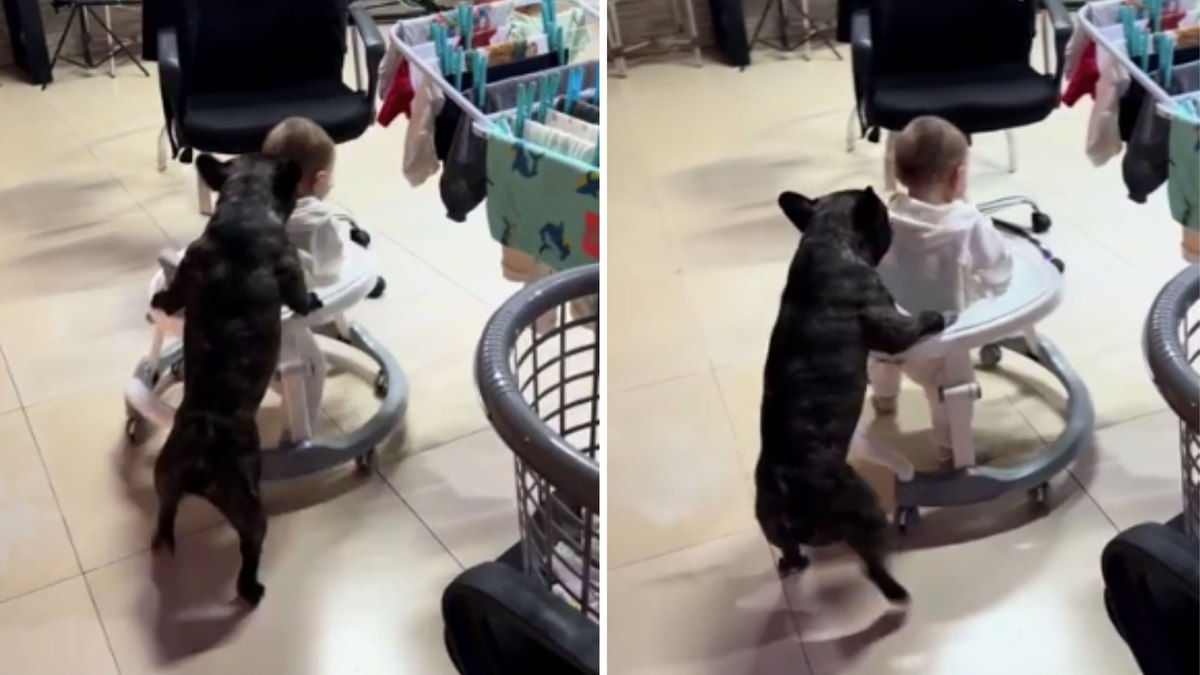 Bulldog francês 'ensina' bebê a andar com empurrãozinho Bulldog francês 'ensina' bebê a andar com empurrãozinho