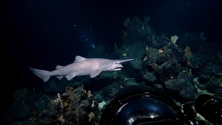 Tubarão-duende é registrado vivo pela primeira vez nas profundezas do oceano