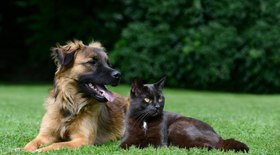 7 bons motivos para castrar cachorros e gatos