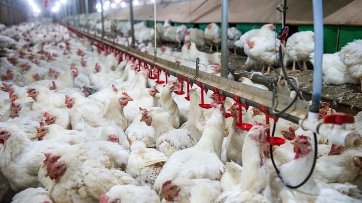 Brasil suspende exportação de carne de frango do RS