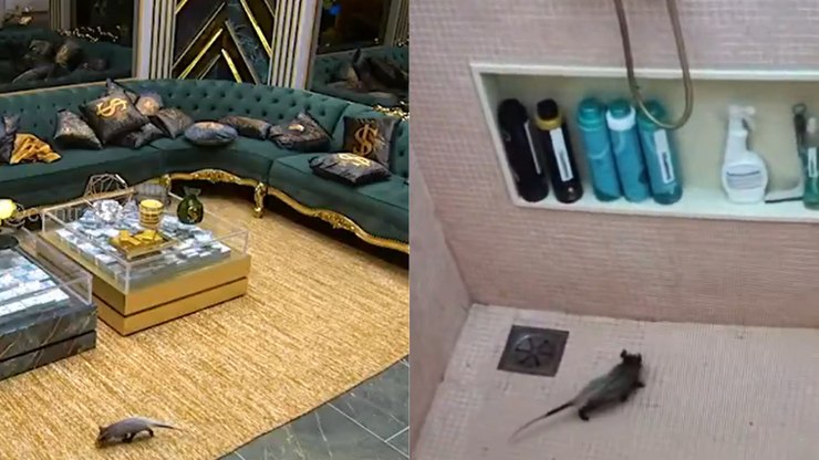 Novo brother? Gambá invade o BBB 26 e causa comoção na casa