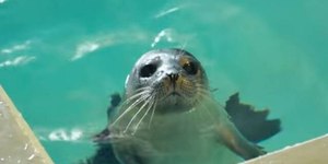 Fofos? Animais que podem ser perigosos
