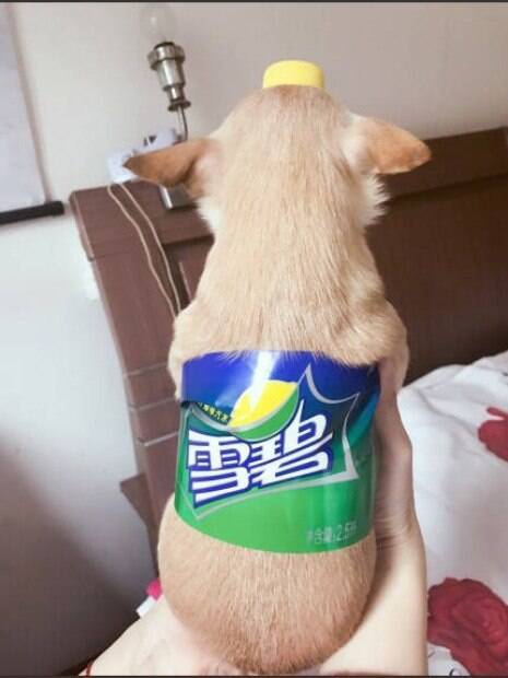 Donos taiwaneses inovaram e decidiram fantasiar seus cães de refrigerante