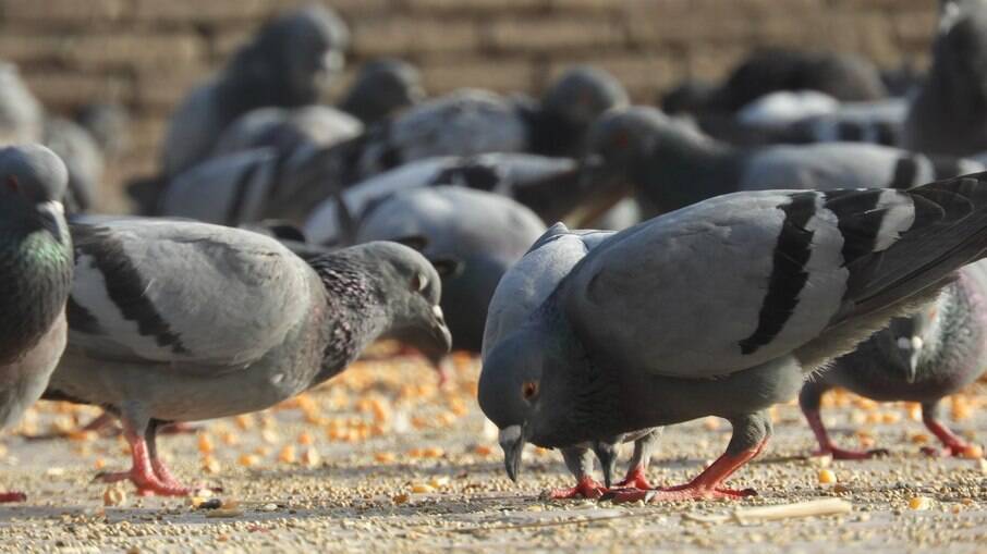 Homem decapitou pombo na frente de outras crianças