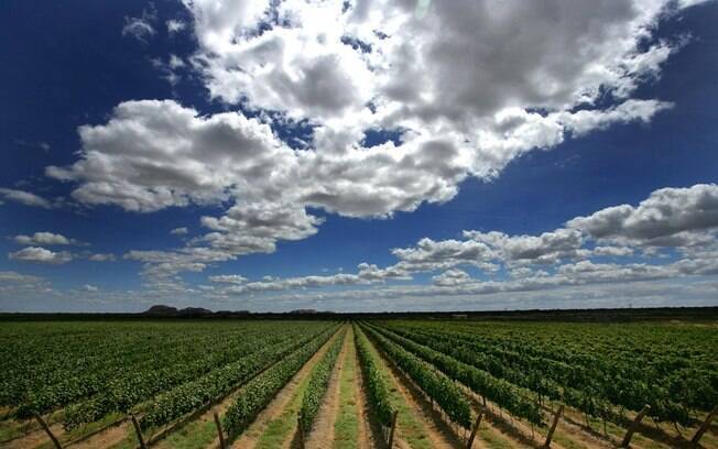 As vinícolas também são conhecidas pelas paisagens
