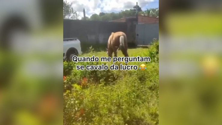Cavalo dá coice inesperado em carro e surpreende tutor